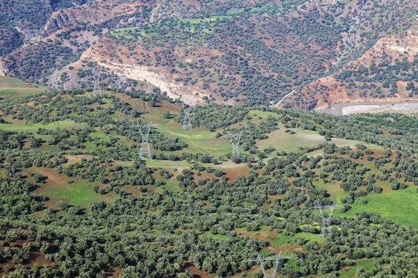 جنگلهای ۵۵۰۰ بلوط زاگرس، سرمایهای در غفلت