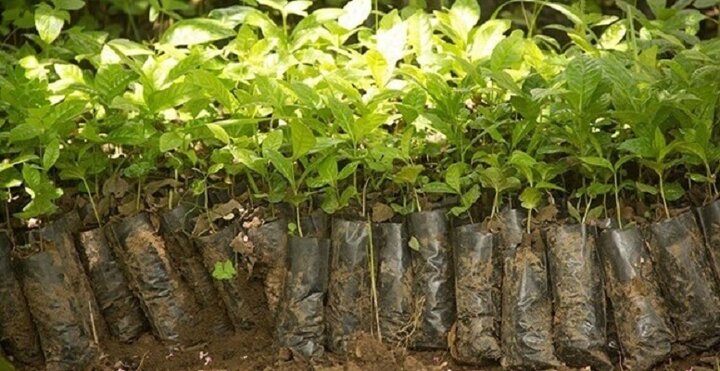 برای خرید نهال گردو و کاشت آن، نهال گلدانی بهتر است یا ریشه لخت؟ برای خرید نهال گردو و کاشت آن، نهال گلدانی بهتر است یا ریشه لخت؟