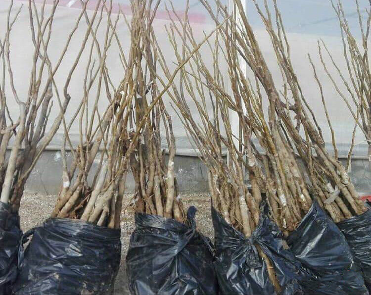 خرید نهال گردو ریشه لخت یا ریشه ای