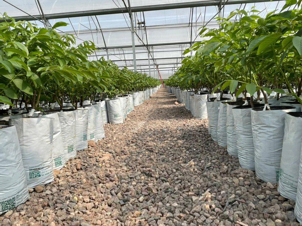 خرید نهال از نهالستان گردو