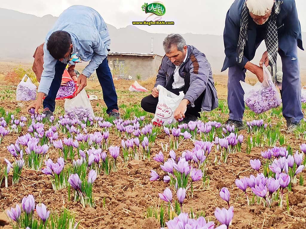 باغ ایران، بهترین مارک زعفران