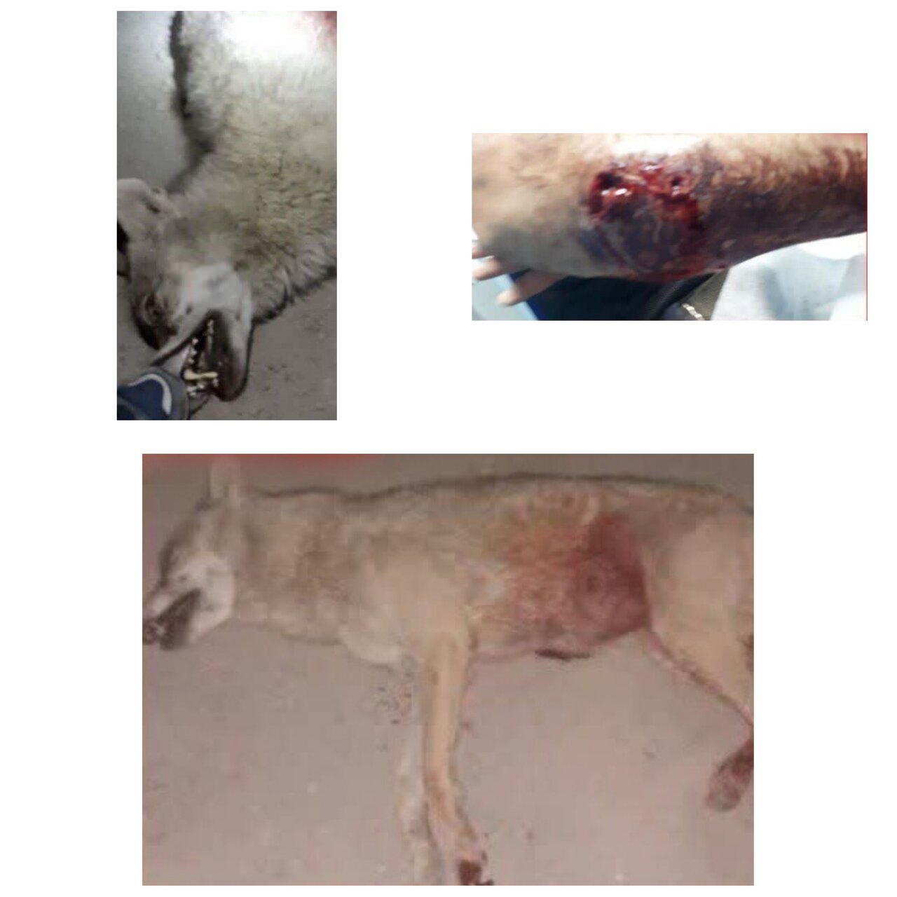 آخرین جزئیات حمله گرگ به ۶ اردستانی