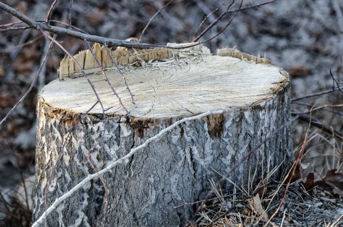 قطع درختان بدون مصوبه کمیسیون ماده ۷ شهرداری ممنوع است