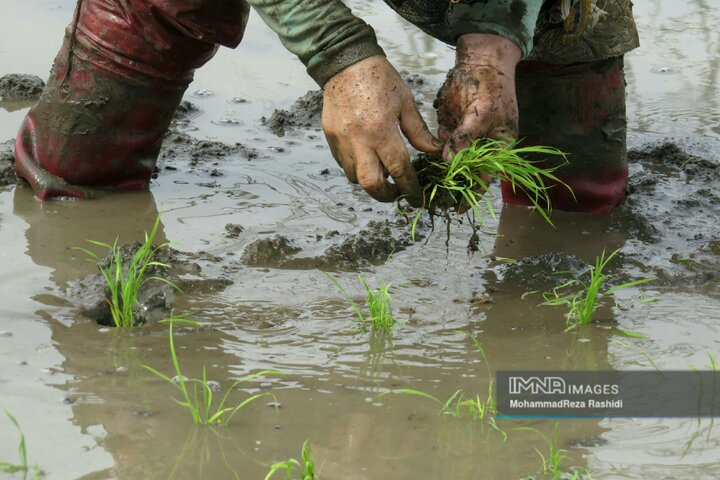 ممنوعیت فصلی واردات برنج ادامه دارد