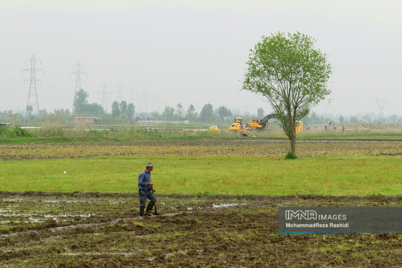 ۱۰ درصد تولیدات کشاورزی کشور مربوط به استان مازندران است