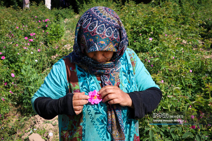 آیین سنتی گلابگیری و گل‌غلتان در روستای فرخد