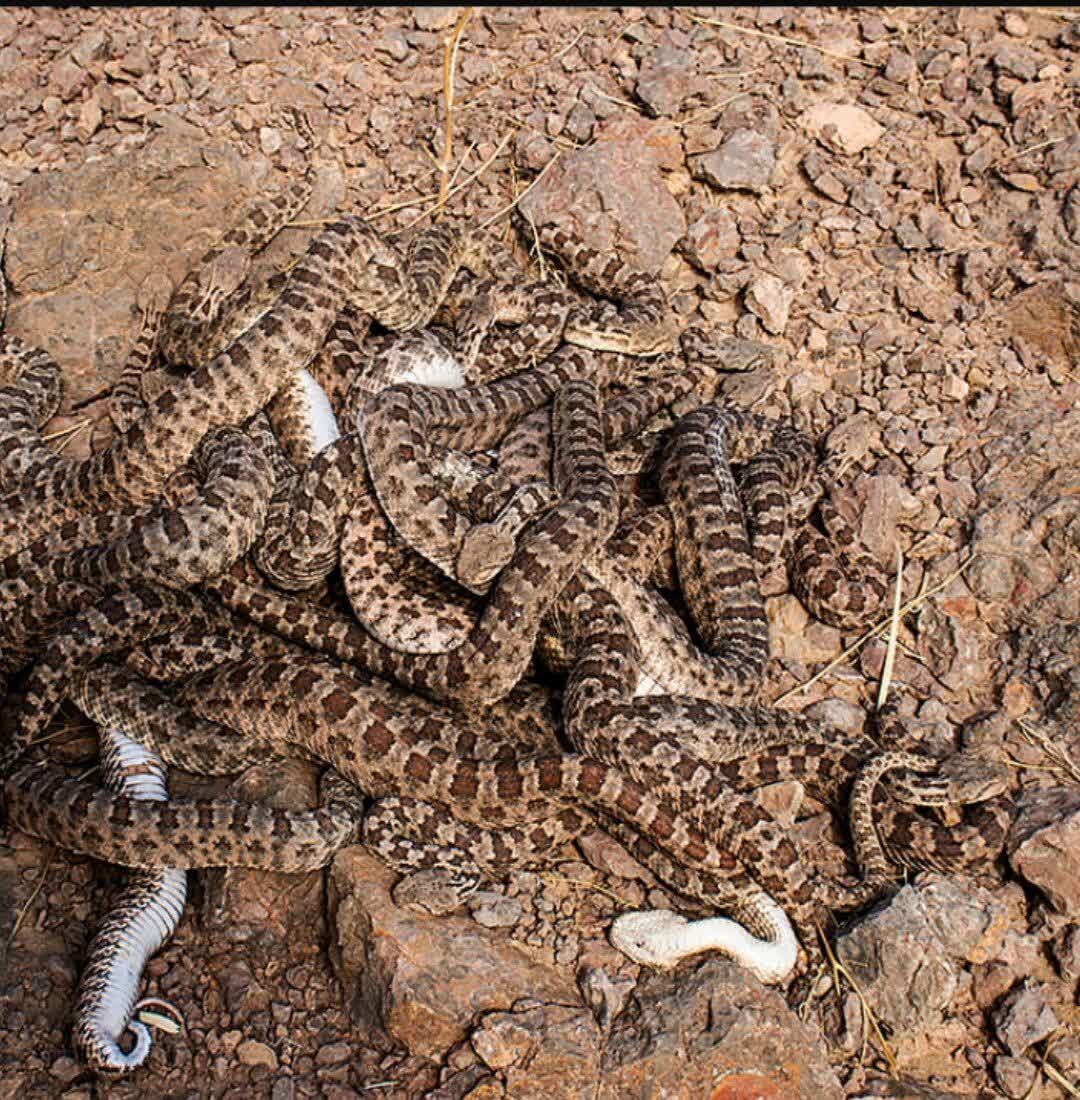 رهاسازی ۱۰ حلقه مار در طبیعت و انجام ۳۰ ماموریت صید مار / کاربرد علف لیمو در دفع مارها