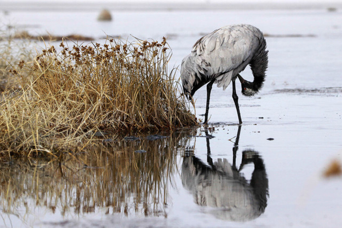 احیای تالاب‌های اطراف دریاچه ارومیه و بازگشت پرندگان مهاجر پس از سال‌ها