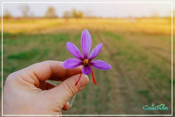 میزان برداشت زعفران در هکتار