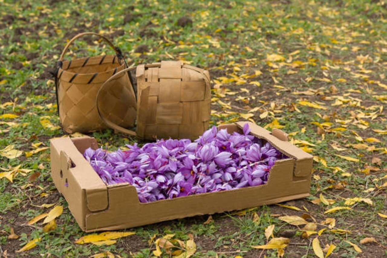 میزان برداشت زعفران در هکتار