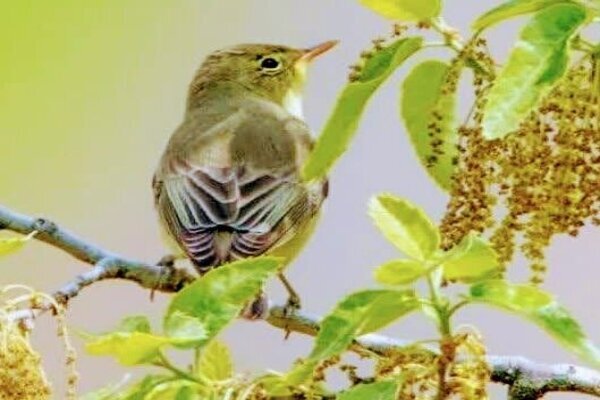 پرنده «سسک درختی لیمویی» برای نخستین بار در کردستان مشاهده شد
