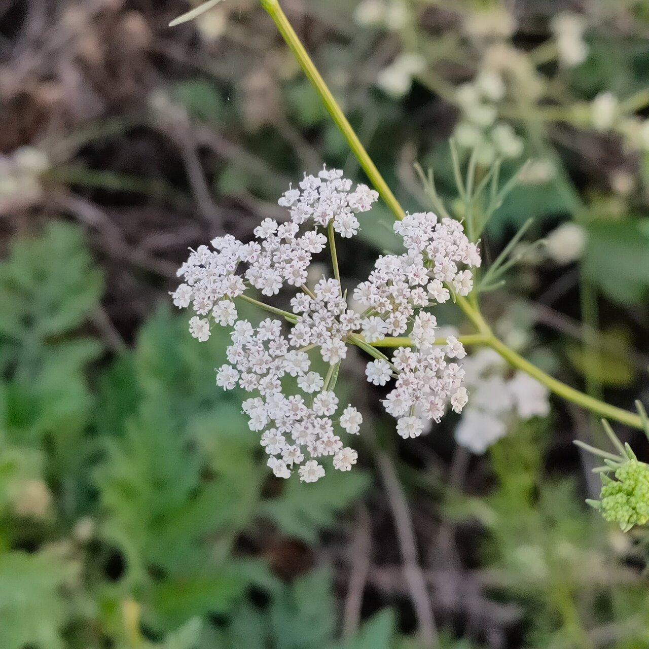 خواص زنیان + طریقه مصرف گیاه، عوارض و عکس