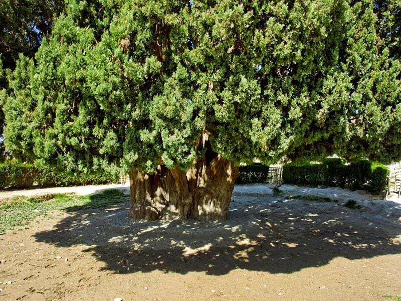درختان کهنسال؛ تاریخ زنده سرزمین ایران