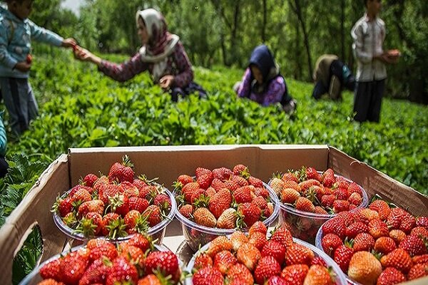 محصولات کشاورزی ایران وارد فروشگاه‌های زنجیره‌ای روسیه می‌شود