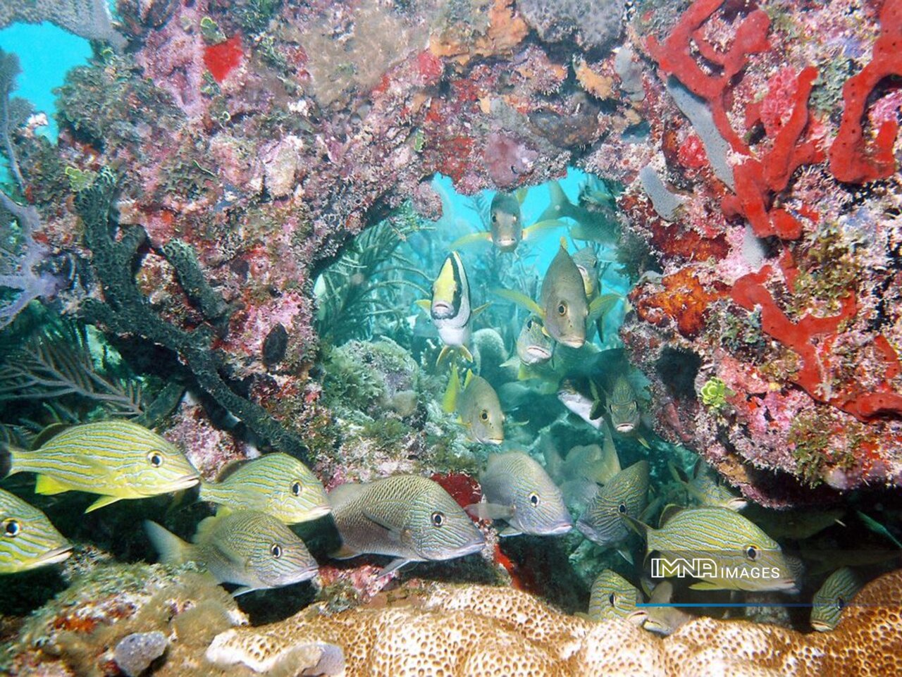  Persian Gulf's marine life gravely threatened