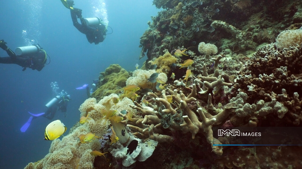  Persian Gulf's marine life gravely threatened