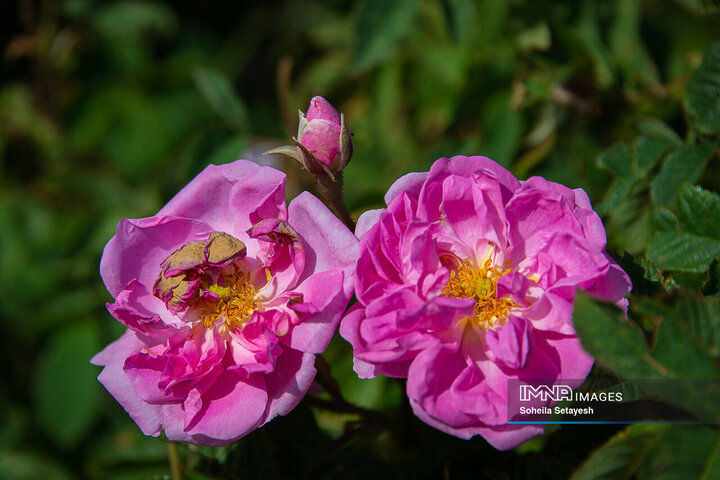 برداشت گل و گلابگیری در لایزنگان
