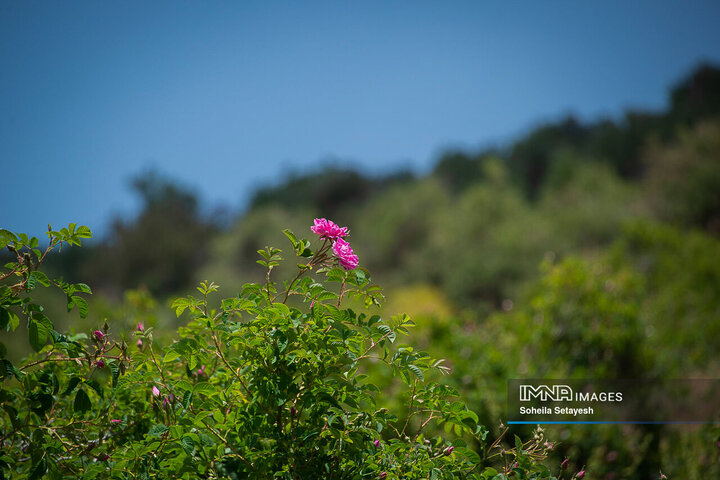 برداشت گل و گلابگیری در لایزنگان