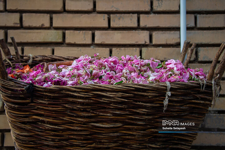 برداشت گل و گلابگیری در لایزنگان