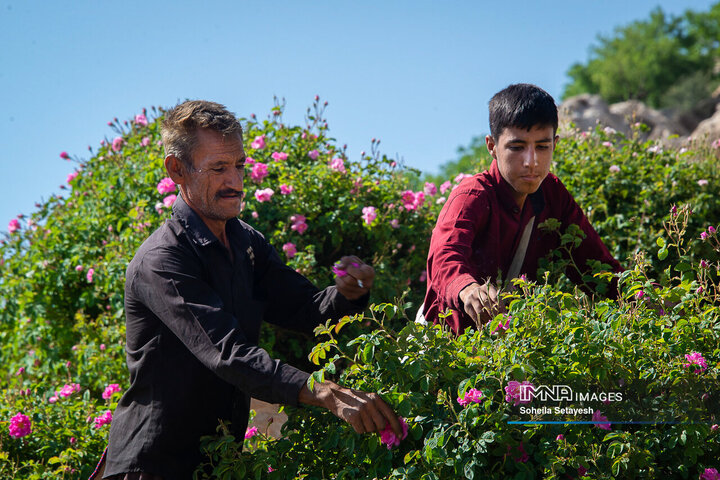 برداشت گل و گلابگیری در لایزنگان