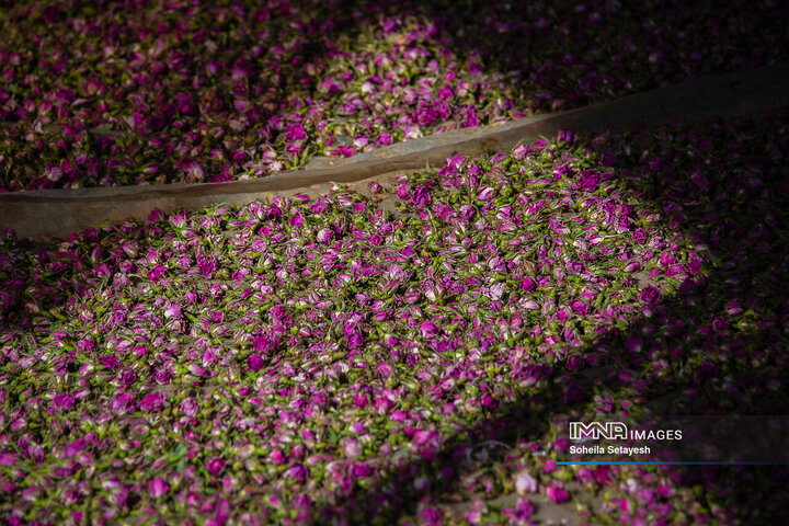 برداشت گل و گلابگیری در لایزنگان