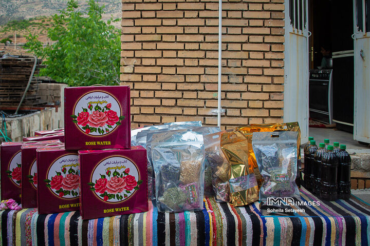 برداشت گل و گلابگیری در لایزنگان