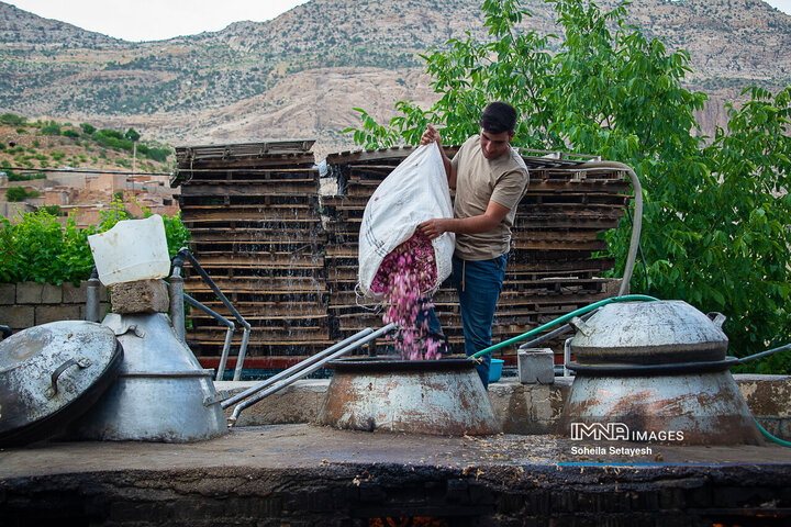 برداشت گل و گلابگیری در لایزنگان