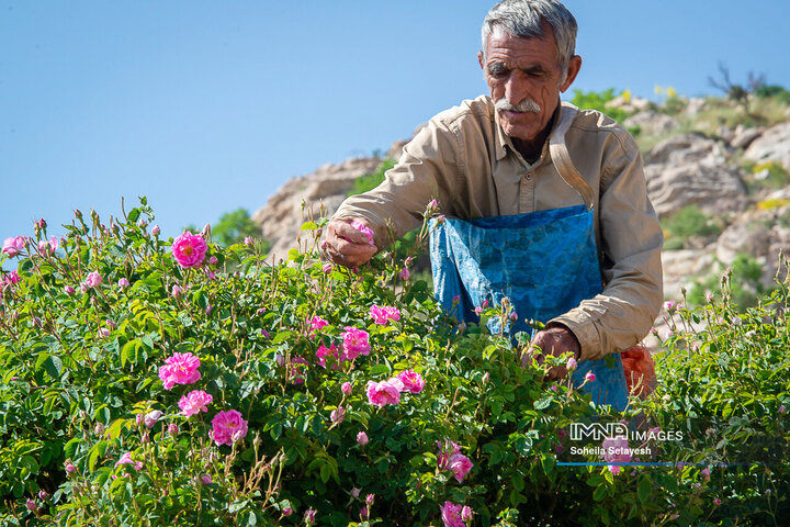 برداشت گل و گلابگیری در لایزنگان