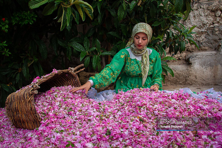 برداشت گل و گلابگیری در لایزنگان