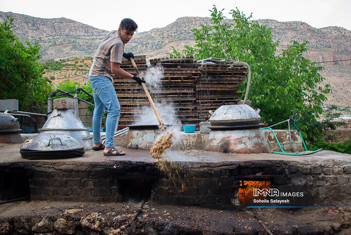 برداشت گل و گلابگیری در لایزنگان