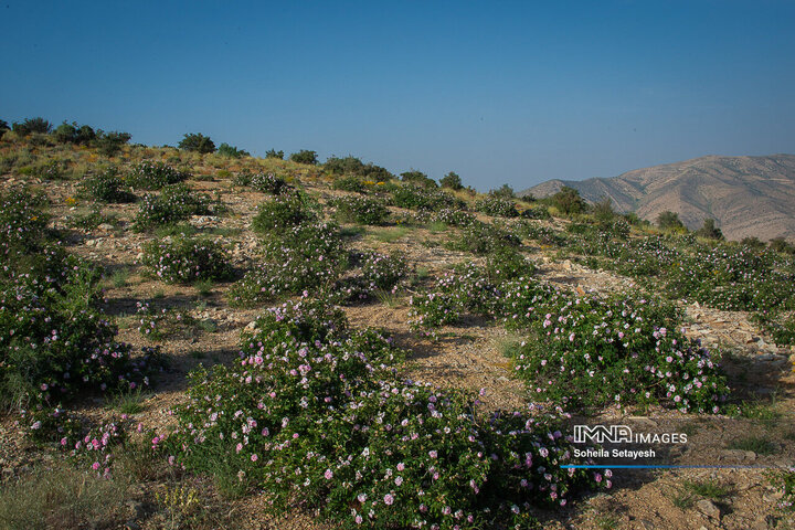 برداشت گل و گلابگیری در لایزنگان