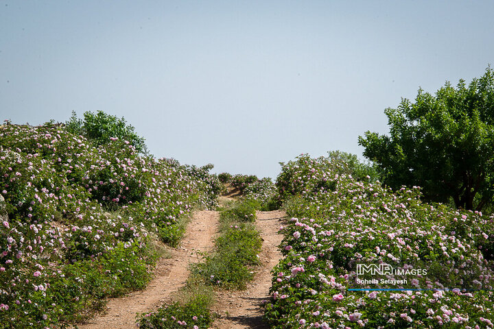 برداشت گل و گلابگیری در لایزنگان