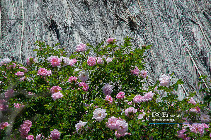 برداشت گل و گلابگیری در لایزنگان
