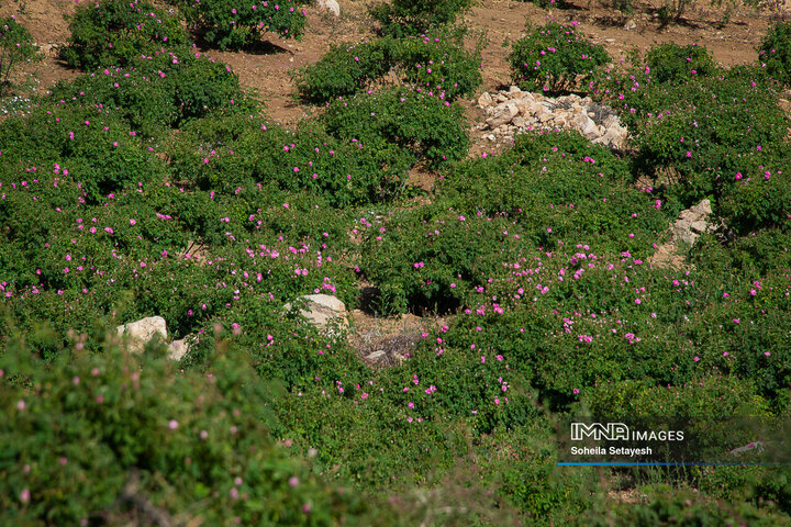 برداشت گل و گلابگیری در لایزنگان