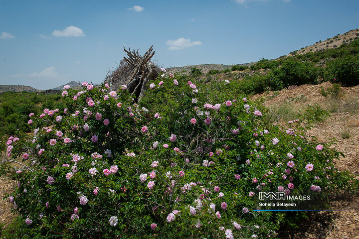 برداشت گل و گلابگیری در لایزنگان