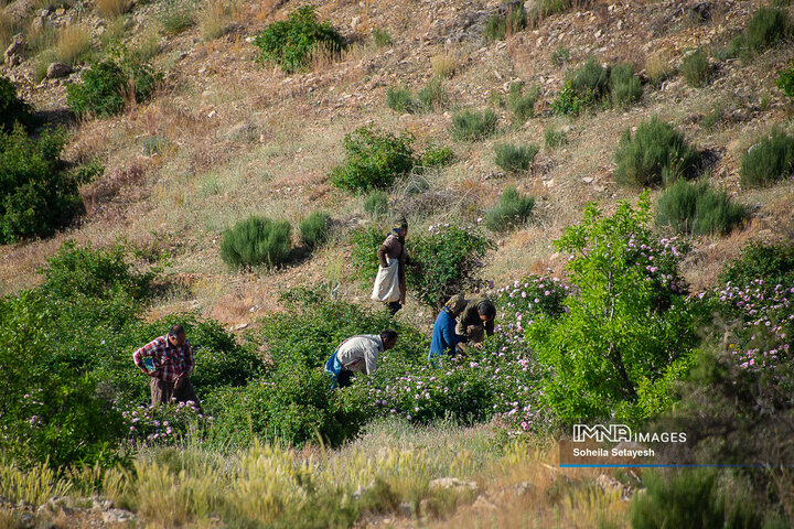برداشت گل و گلابگیری در لایزنگان