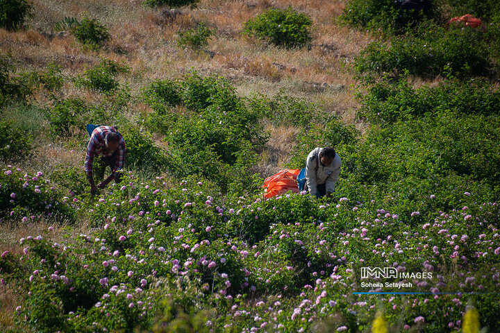 برداشت گل و گلابگیری در لایزنگان