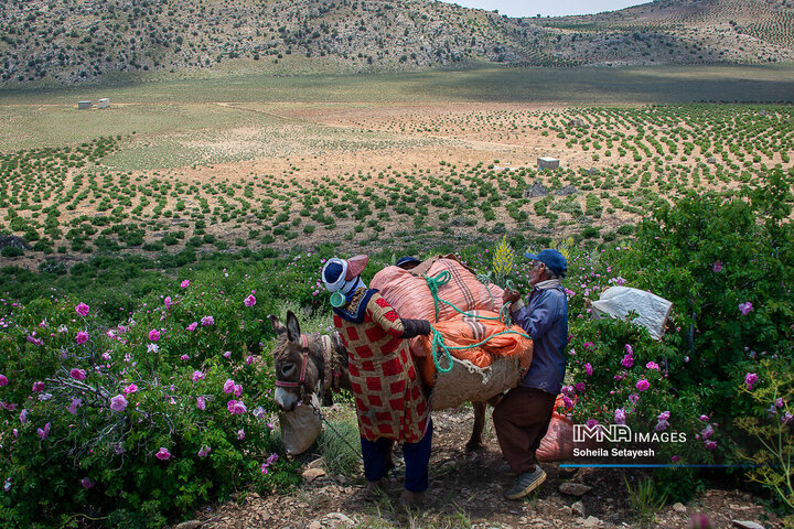 برداشت گل و گلابگیری در لایزنگان