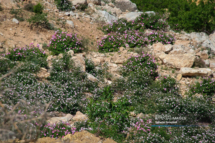 برداشت گل و گلابگیری در لایزنگان