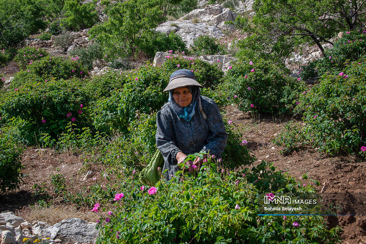 برداشت گل و گلابگیری در لایزنگان