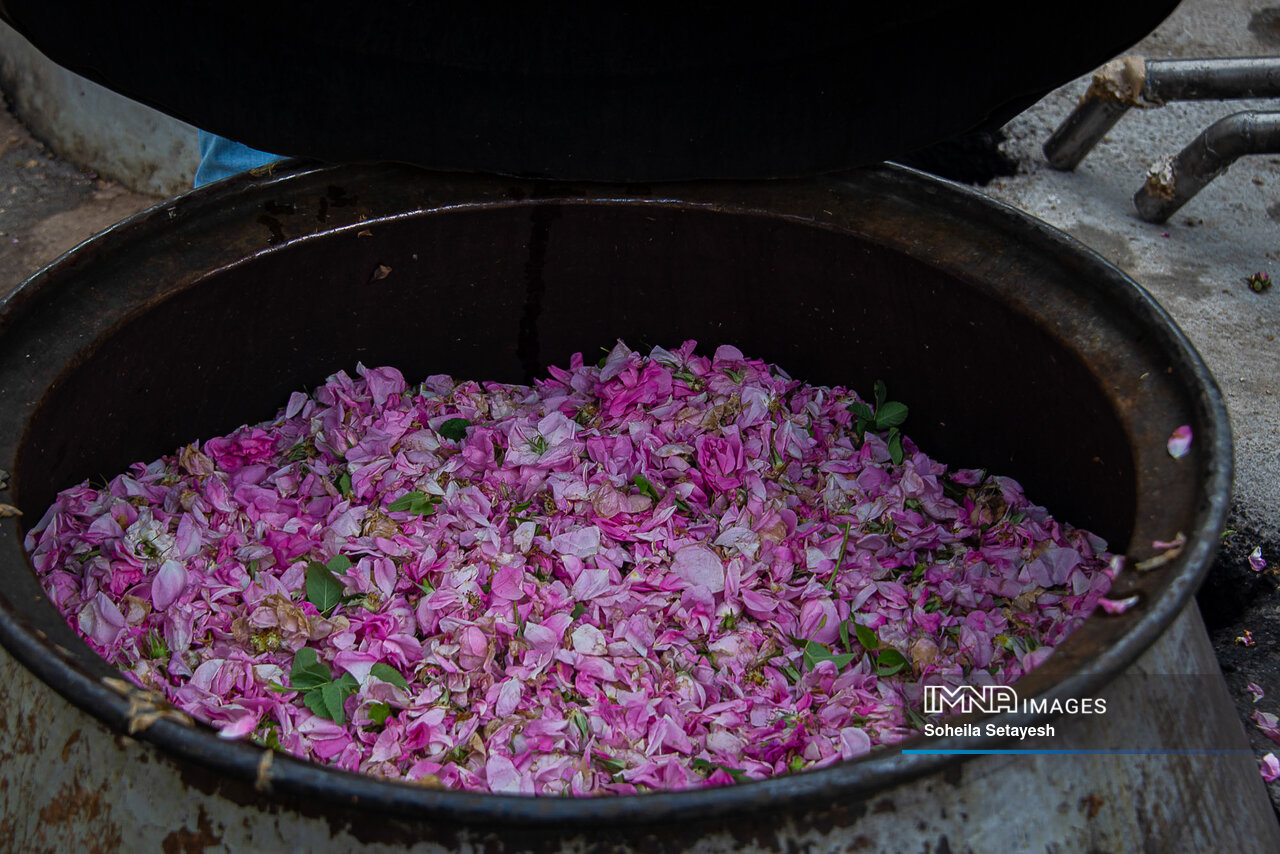 عطر ناب گلاب در اردیبهشت ایران / آغاز فصل برداشت گل محمدی