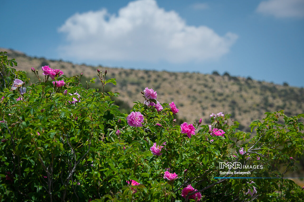 عطر ناب گلاب در اردیبهشت ایران / آغاز فصل برداشت گل محمدی