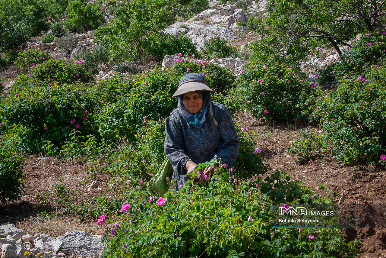 عطر ناب گل ایرانی در سایه ثبت ملی / بازار فروش گل محمدی رونق میگیرد؟