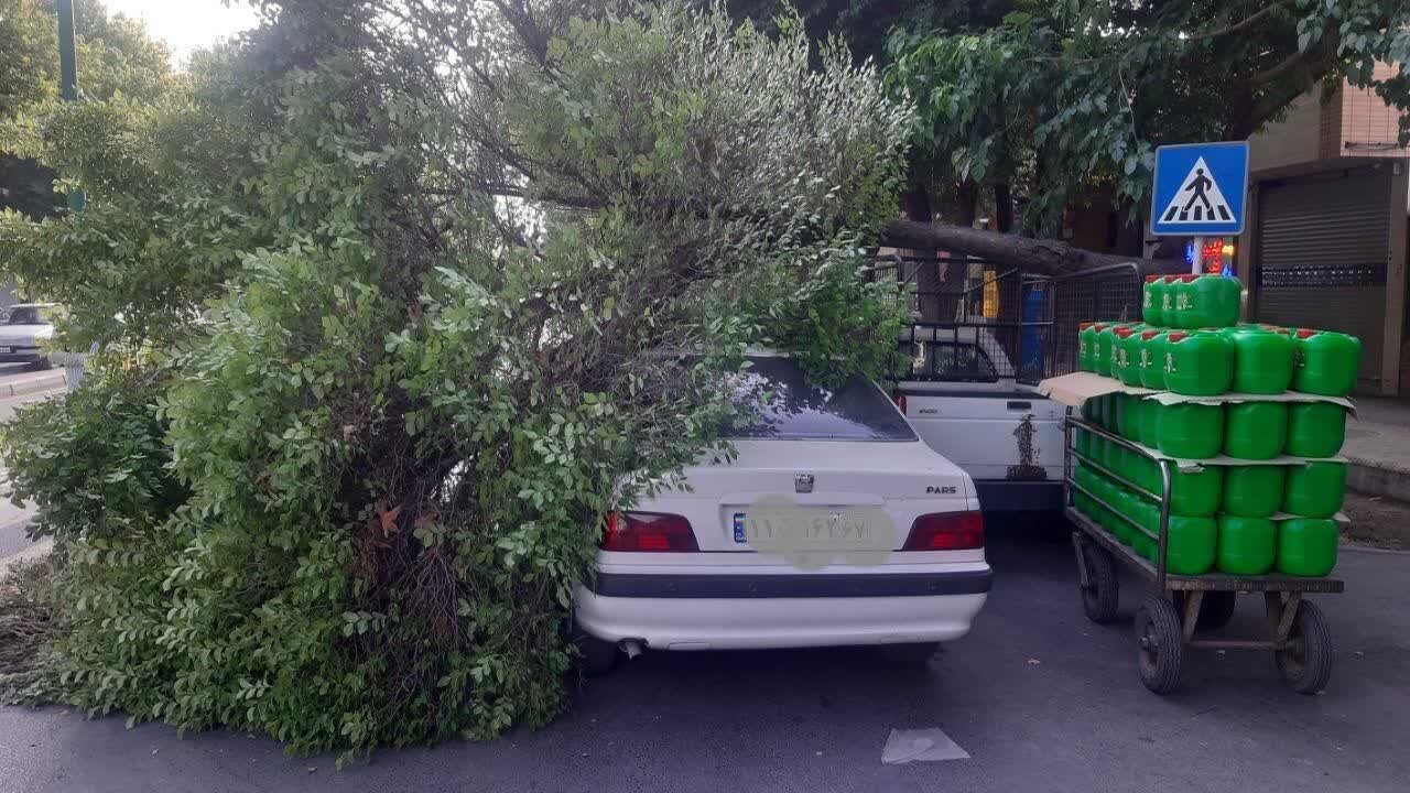 سقوط درخت روی خودرو در خیابان مسجد سید + عکس