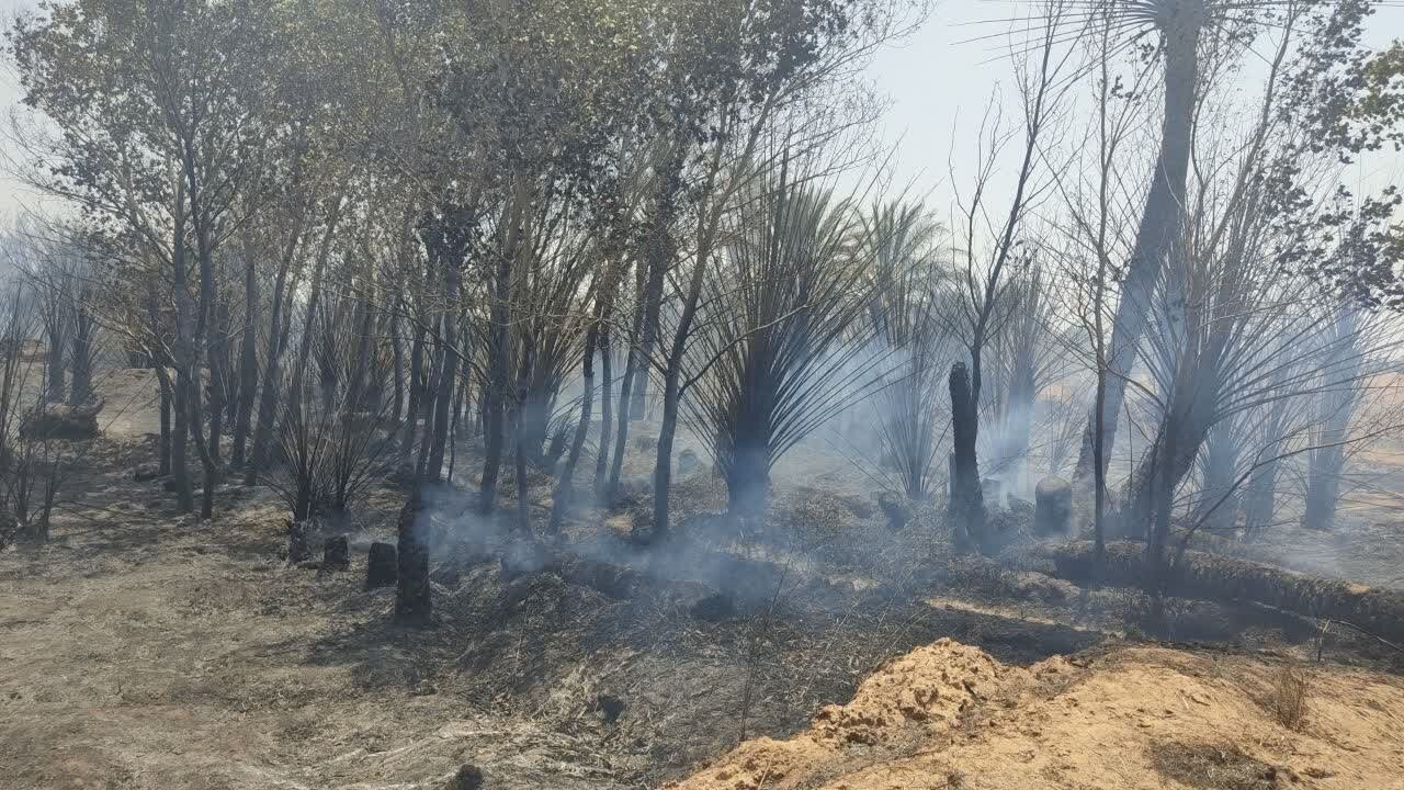 ۱۰۰۰ درخت نخلستان در خوروبیابانک سوخت