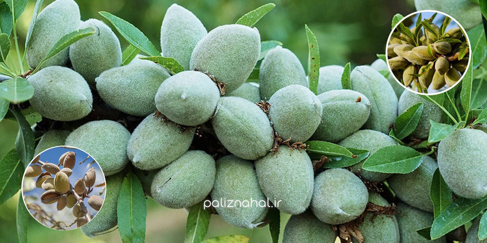 اگر در مناطق گرمسیری زندگی میکنید، این نهالهای بادام گرمادوست را از دست ندهید