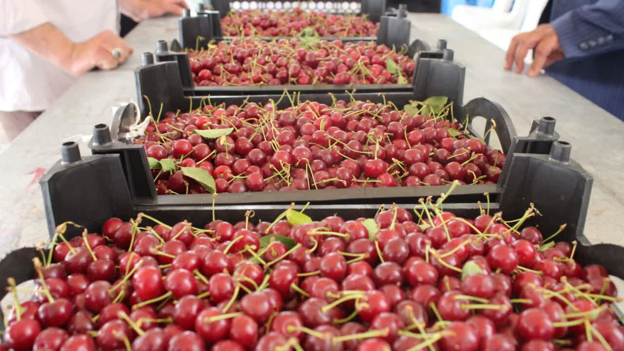 رونق اقتصادی شهر مرواریدهای سرخ