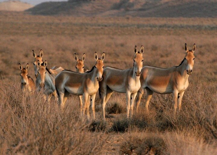 Iran's treasured wildlife threatened by human intervention