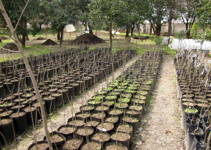 توزیع ۸۰۰۰ نهال رایگان در همدان به مناسبت هفته درختکاری