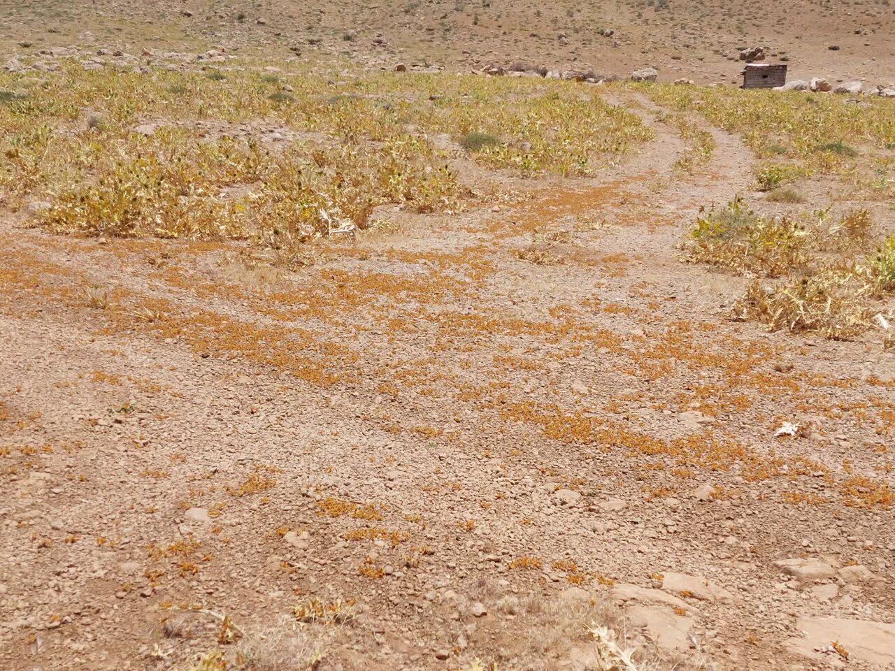 مبارزه با آفت ملخ مراکشی در بیش از ۴۵۰ هکتار از اراضی استان اصفهان + فیلم